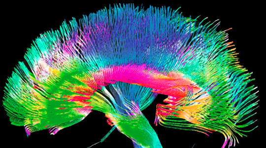 human brain project