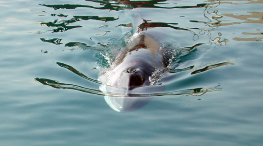 piccolodibalena